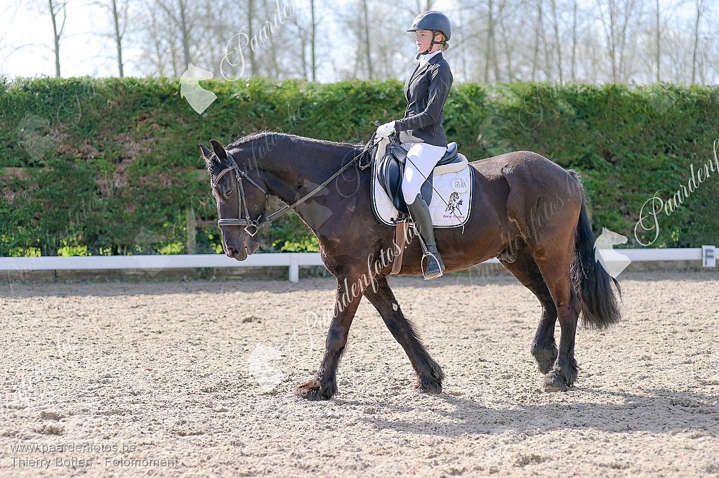 Photographe Fotograaf Equestre Paardenfotograaf Paardenfotos