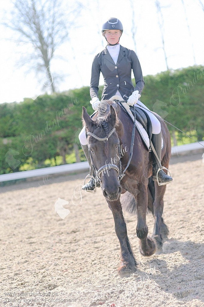 Photographe Fotograaf Equestre Paardenfotograaf Paardenfotos