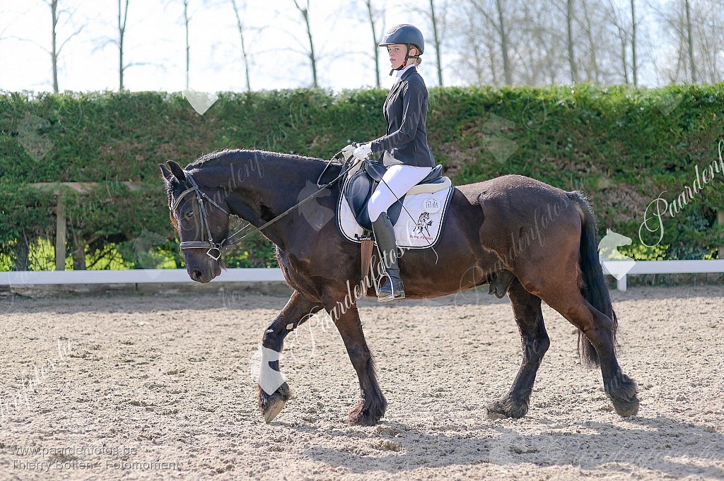 Photographe Fotograaf Equestre Paardenfotograaf Paardenfotos