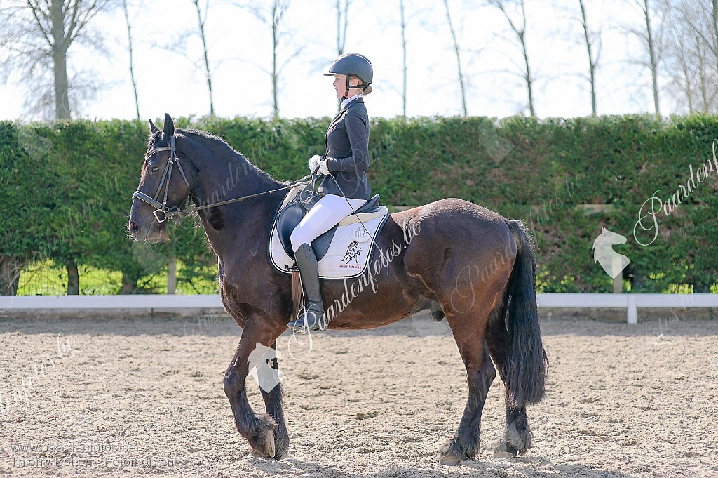Photographe Fotograaf Equestre Paardenfotograaf Paardenfotos