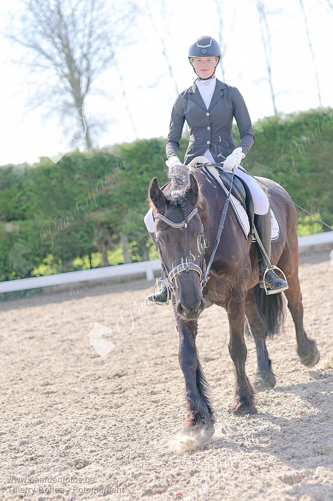 Photographe Fotograaf Equestre Paardenfotograaf Paardenfotos