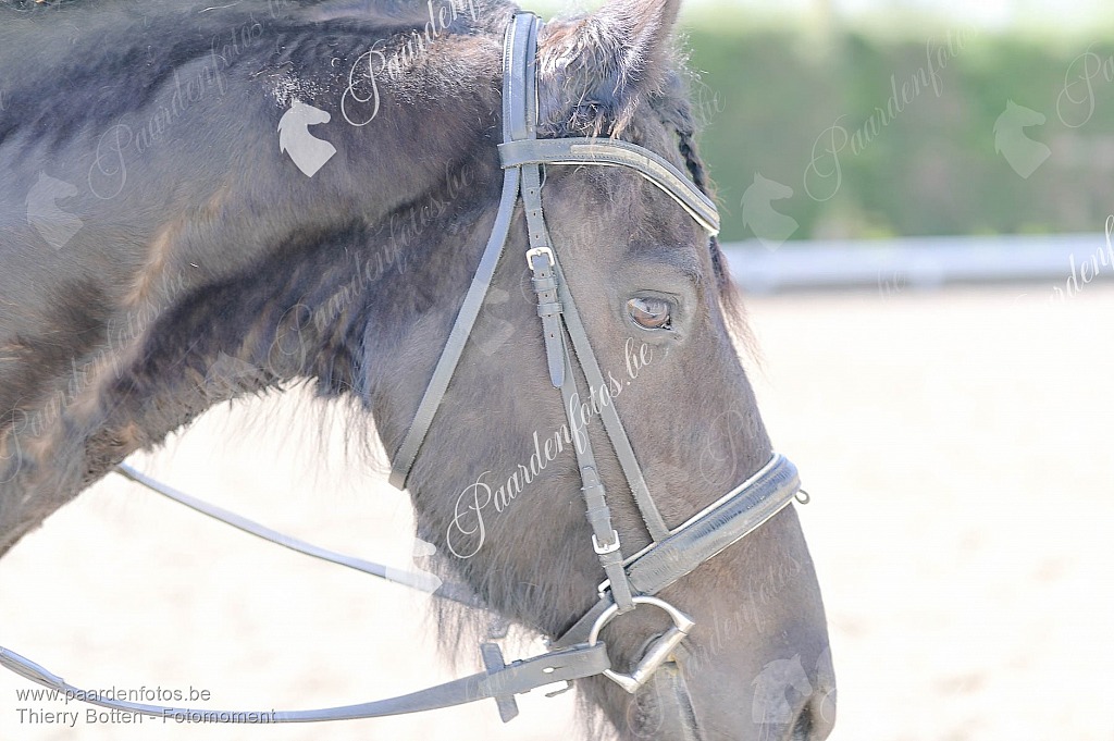 Photographe Fotograaf Equestre Paardenfotograaf Paardenfotos