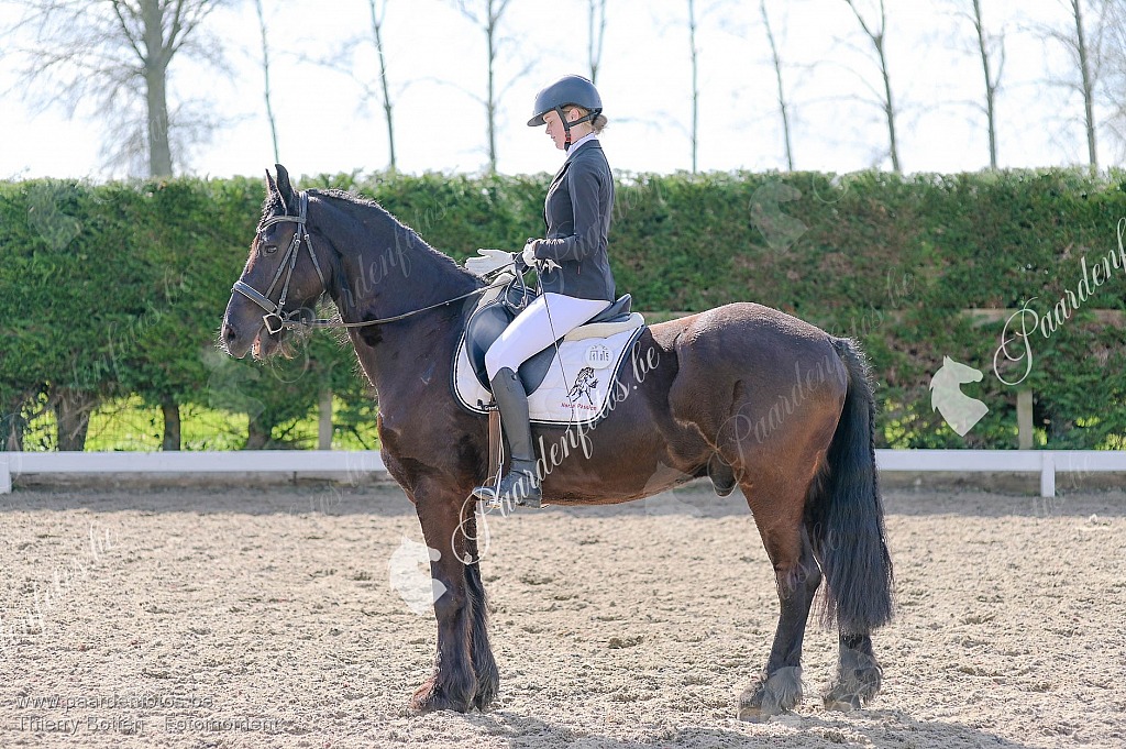 Photographe Fotograaf Equestre Paardenfotograaf Paardenfotos