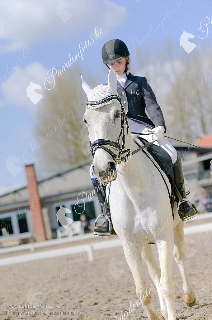 Photographe Fotograaf Equestre Paardenfotograaf Paardenfotos