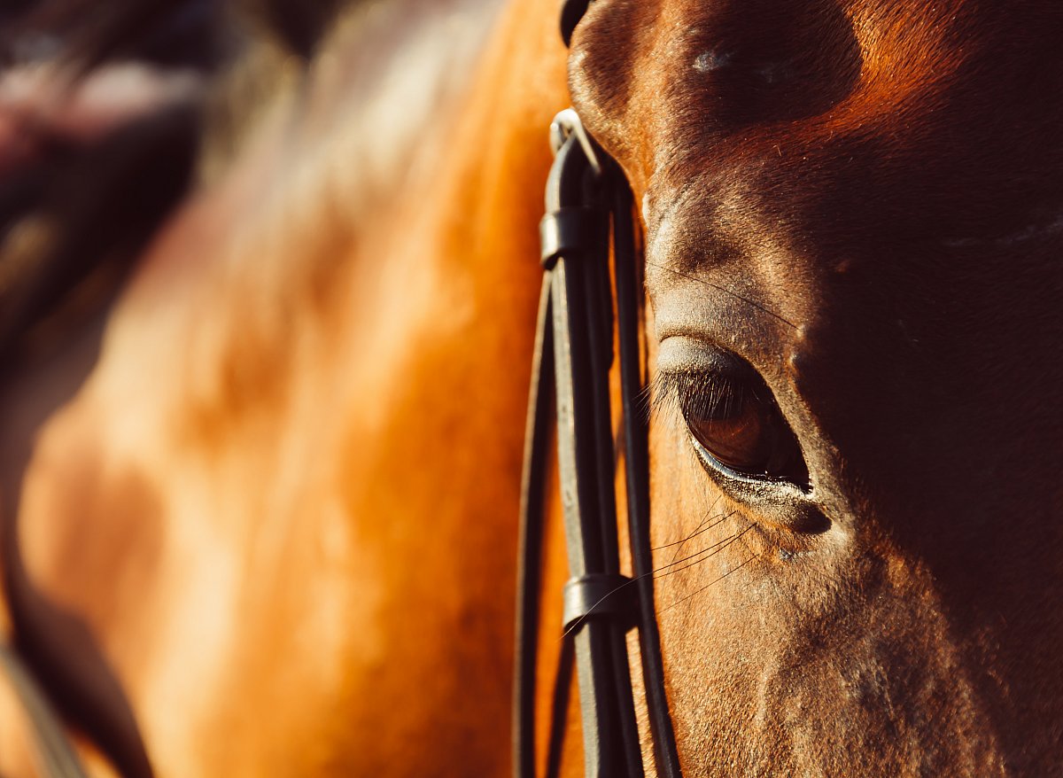 bay-equestrian-gelding-mare-white.jpg