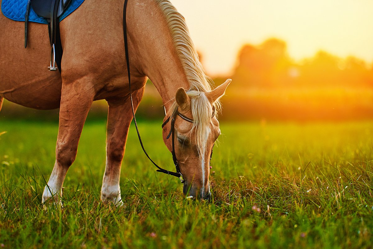 beautiful-palomino-horse-with-white-mane-grazes-lawn-eats-green-grass-sunset.jpg