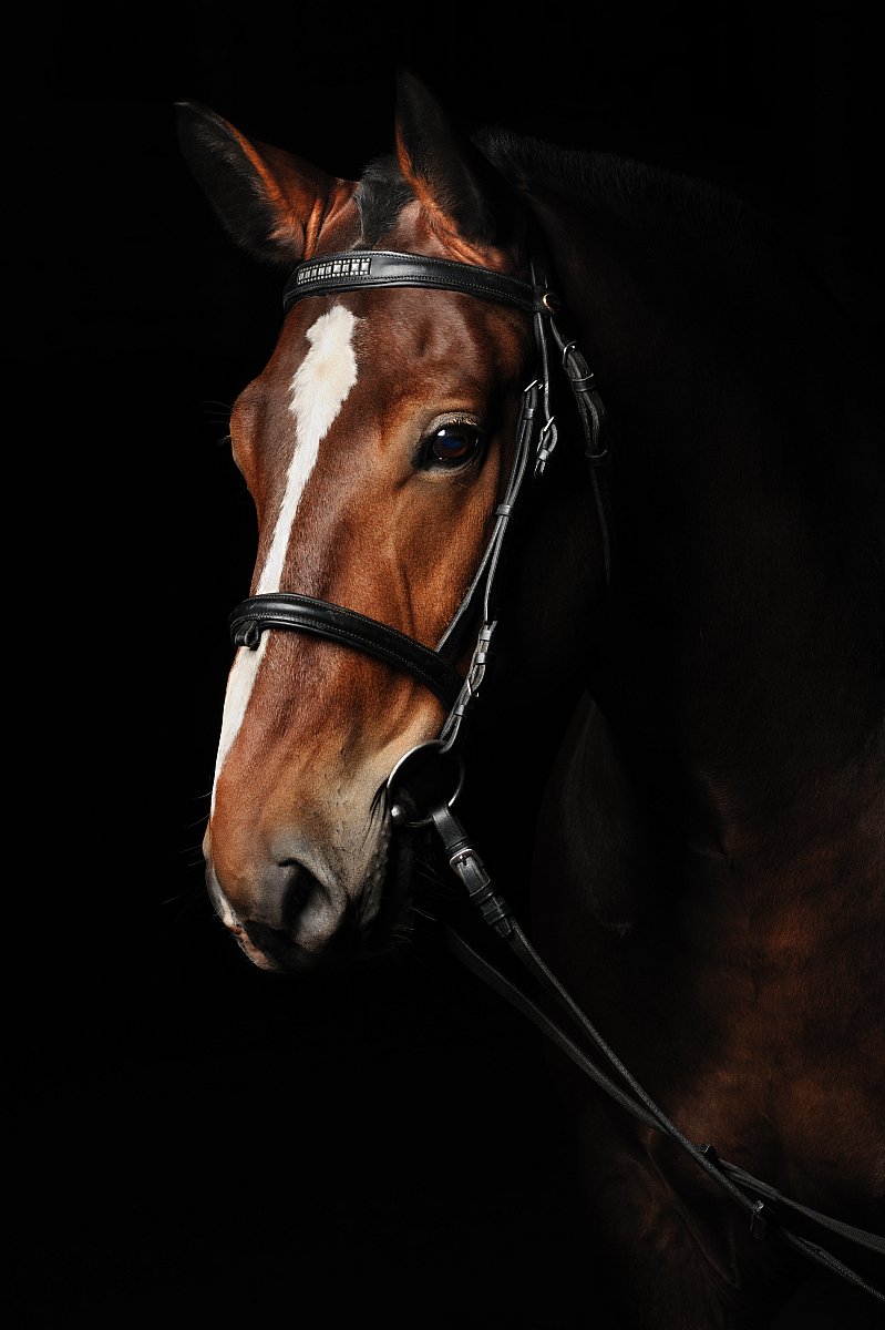 portrait-bay-horse.jpg